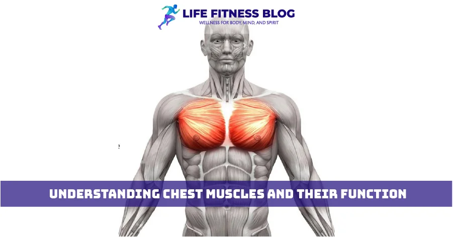 Understanding Chest Muscles and Their Function