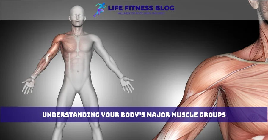 Understanding Your Body's Major Muscle Groups
