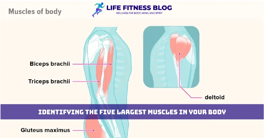 Identifying the Five Largest Muscles in Your Body Identifying the Five Largest Muscles in Your Body