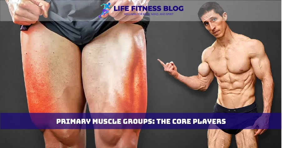 Primary Muscle Groups The Core Player